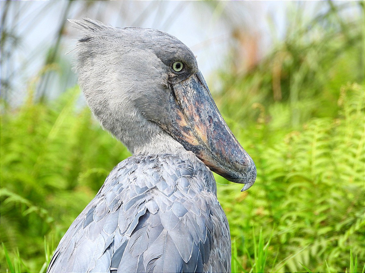 Shoebill - ML641597419