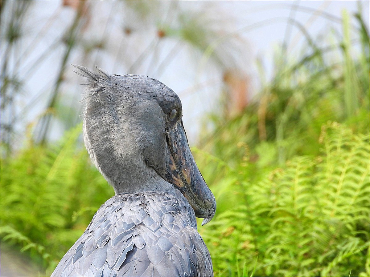 Shoebill - ML641597420