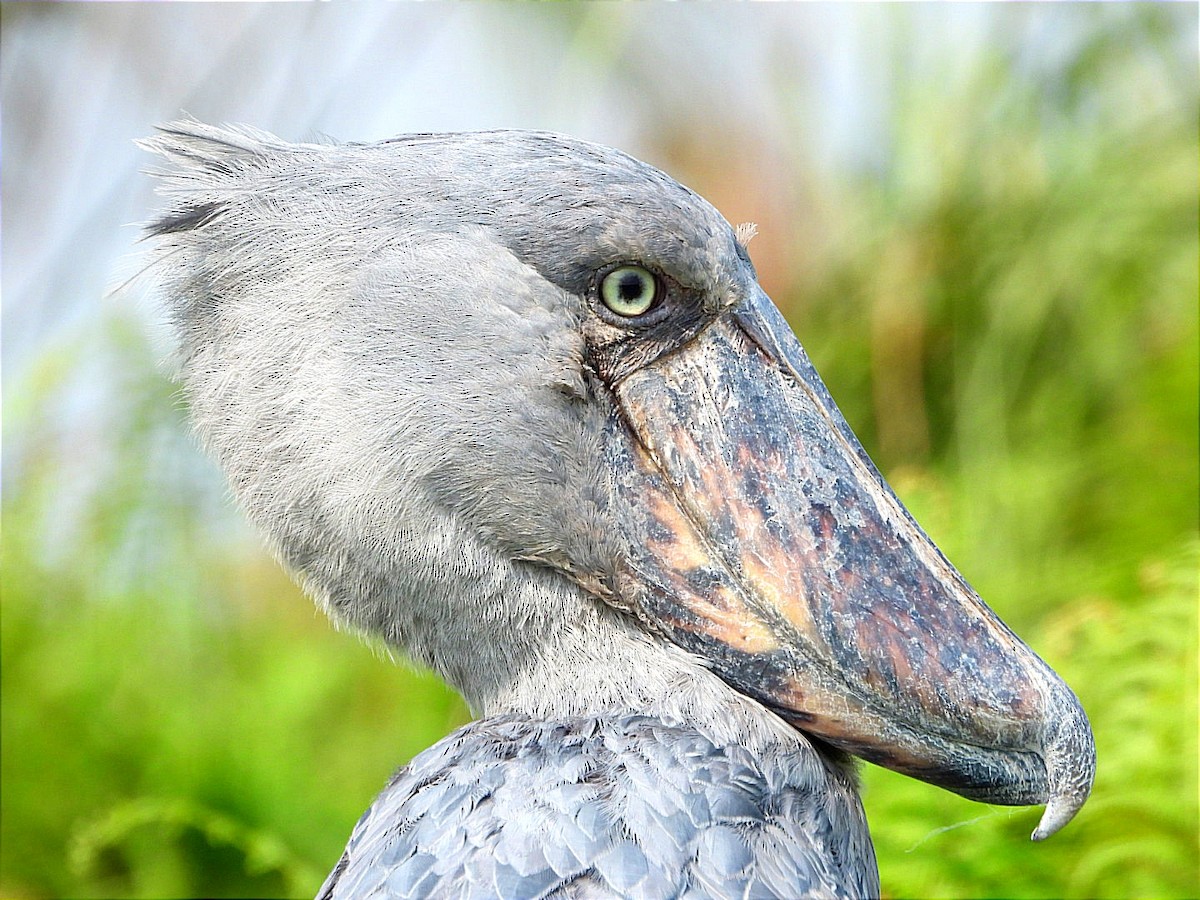 Shoebill - ML641597421