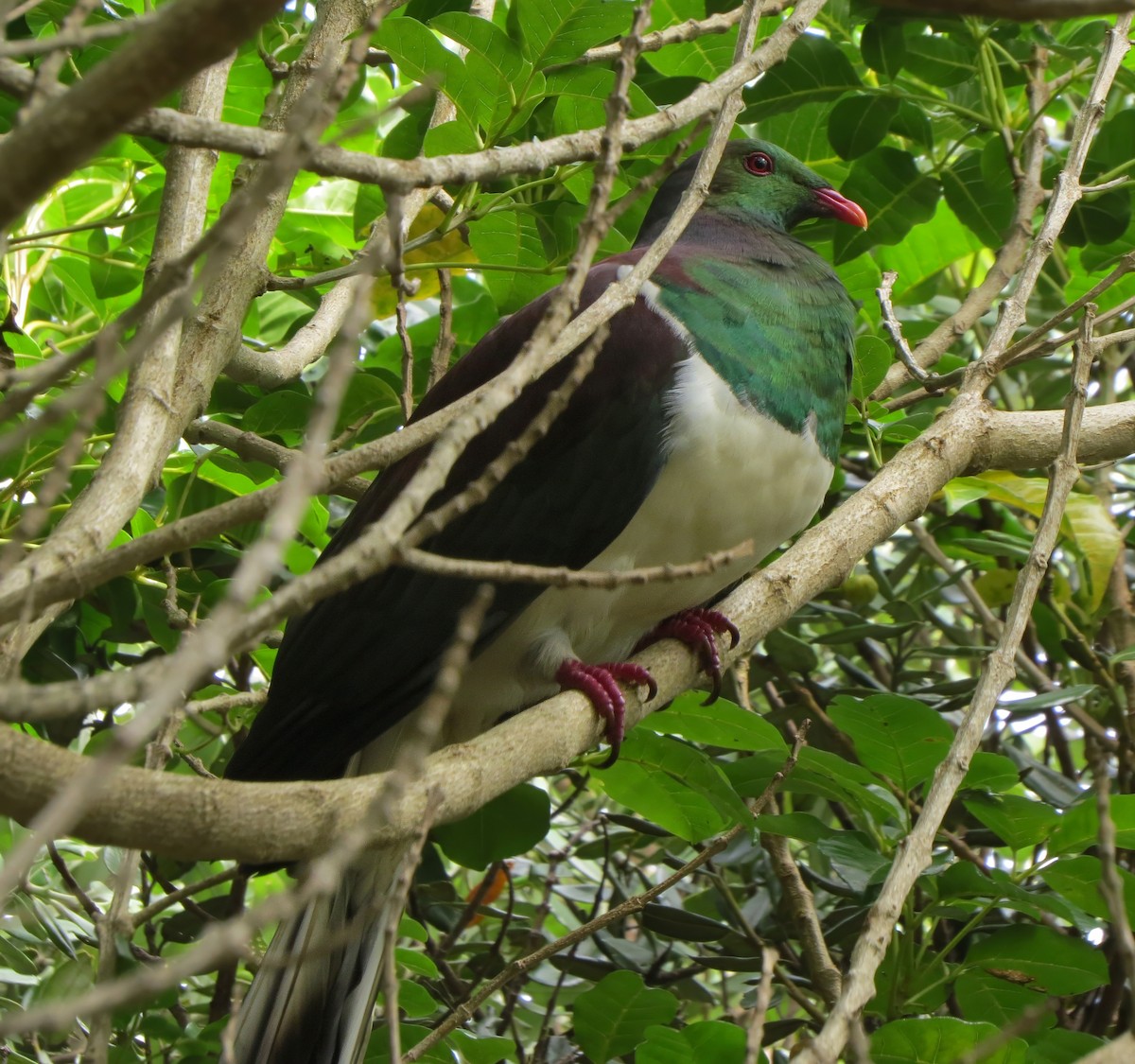 New Zealand Pigeon - ML641597426