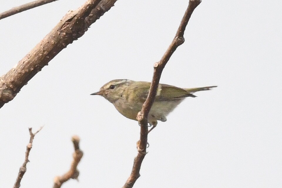 Yellow-vented Warbler - ML641597452