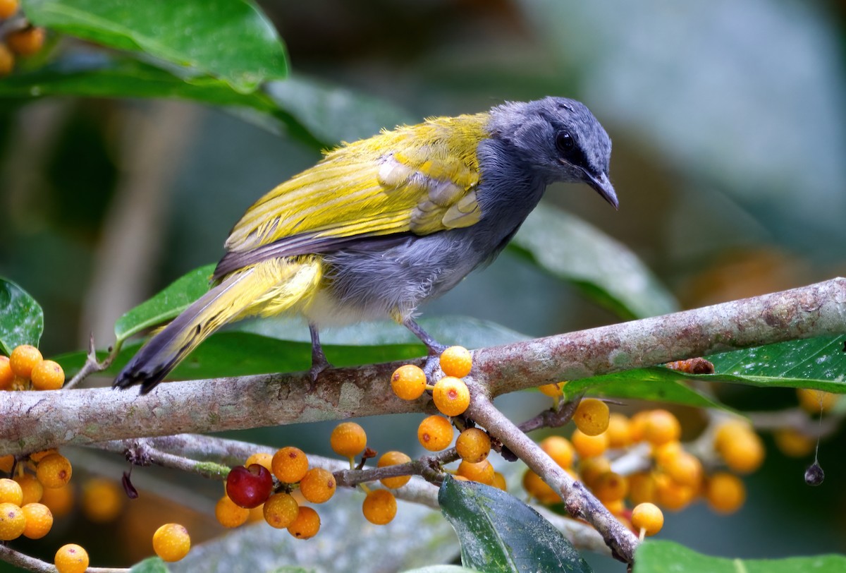 Gray-bellied Bulbul - ML641597456