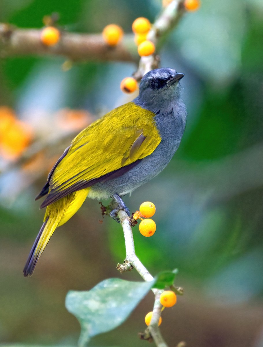 Gray-bellied Bulbul - ML641597457