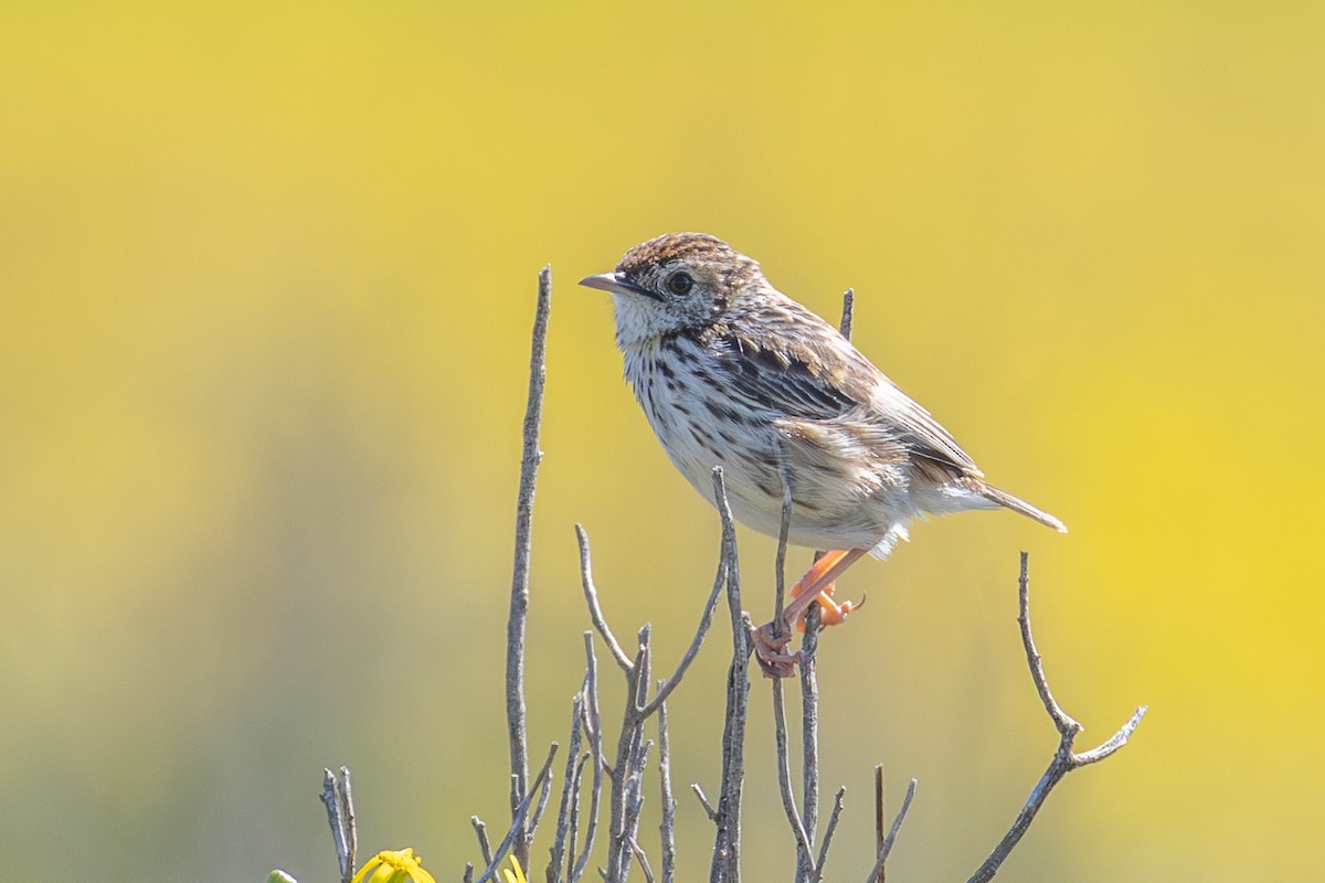 Cloud Cisticola (Cape) - ML641597458