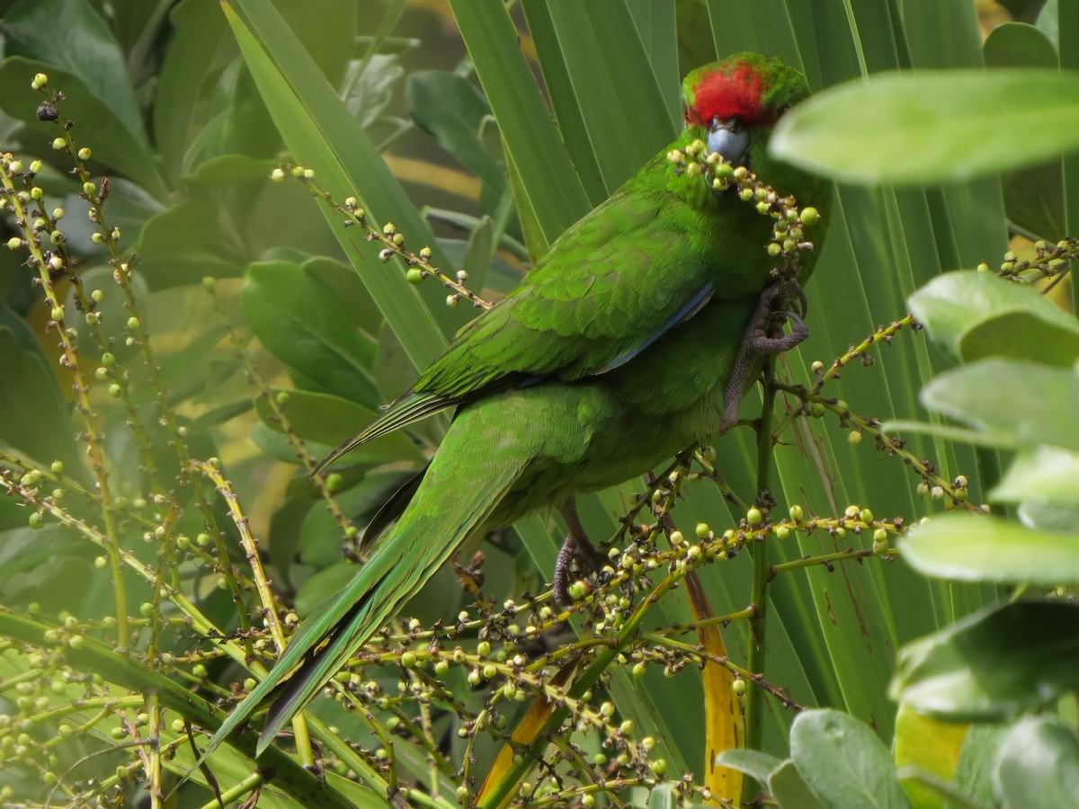 Red-crowned Parakeet - ML641597462