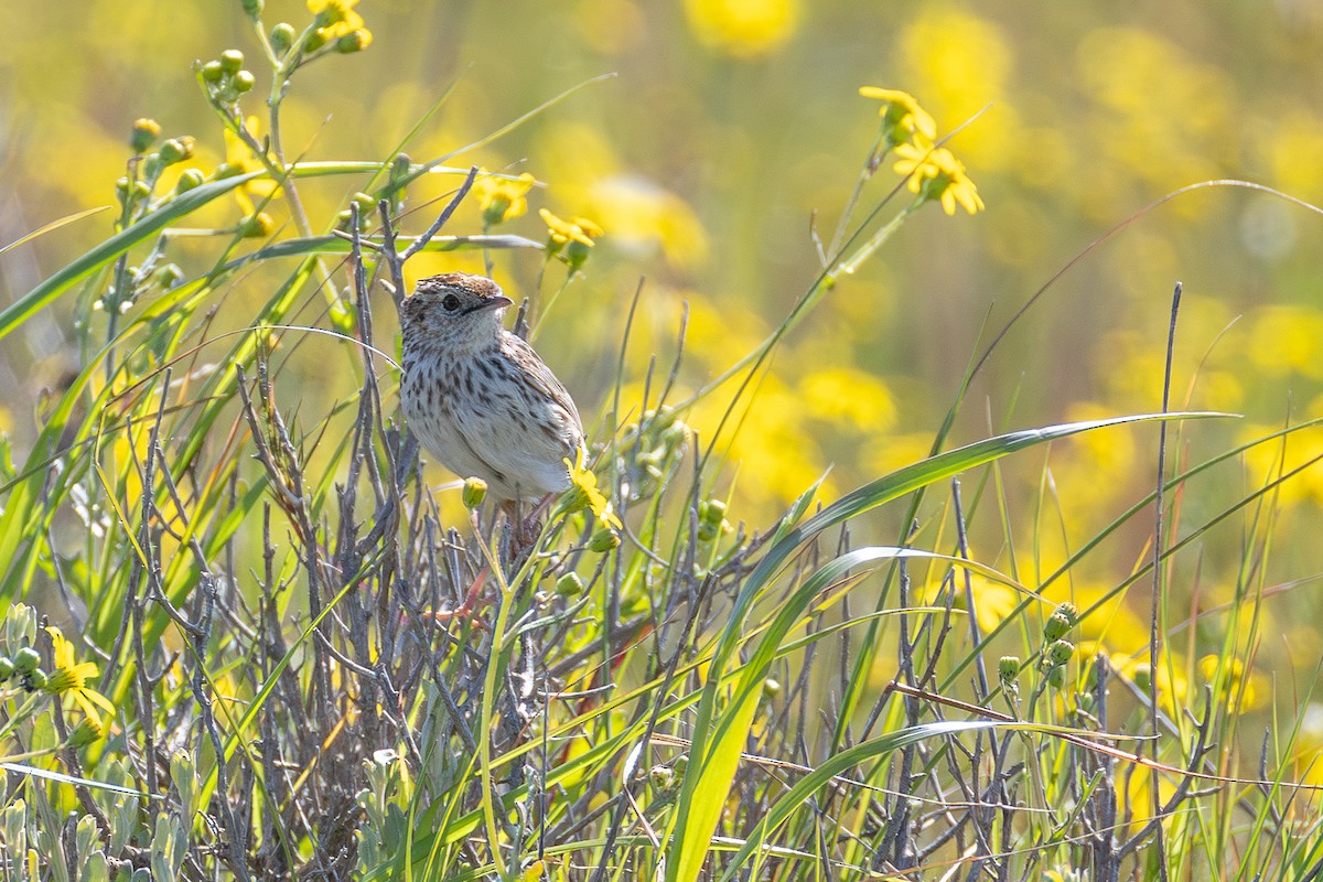 Cloud Cisticola (Cape) - ML641597463