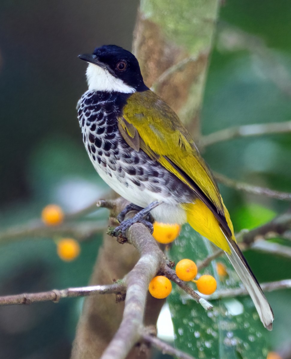 Scaly-breasted Bulbul - ML641597465