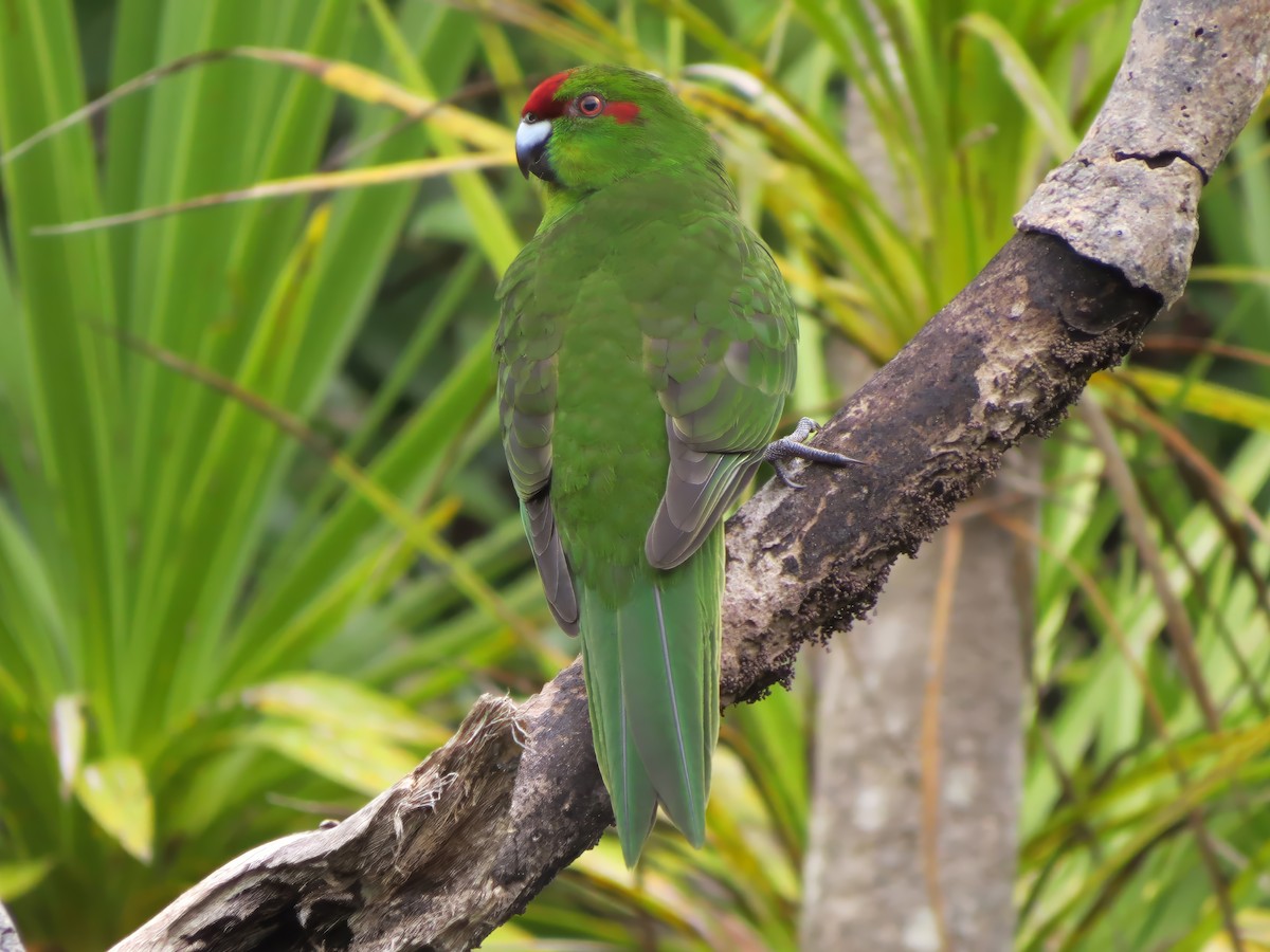 Red-crowned Parakeet - ML641597478