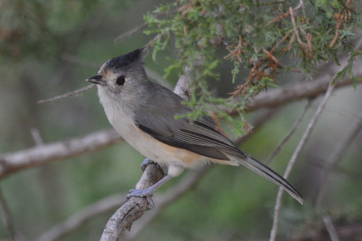 Tufted x Black-crested Titmouse (hybrid) - ML641597489