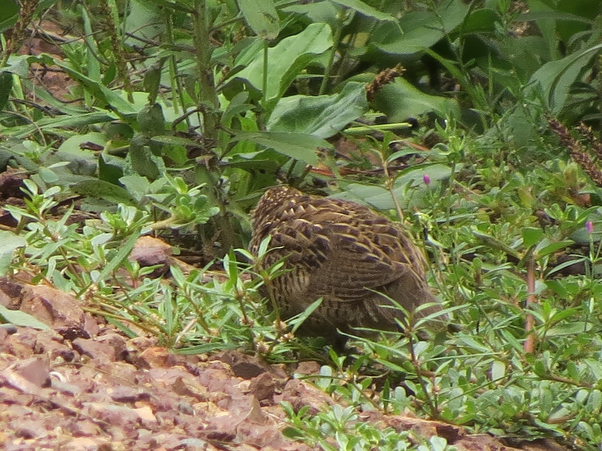 Brown Quail - ML641597490