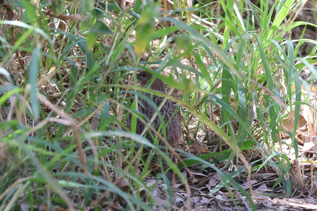 Brown Quail - ML641597508