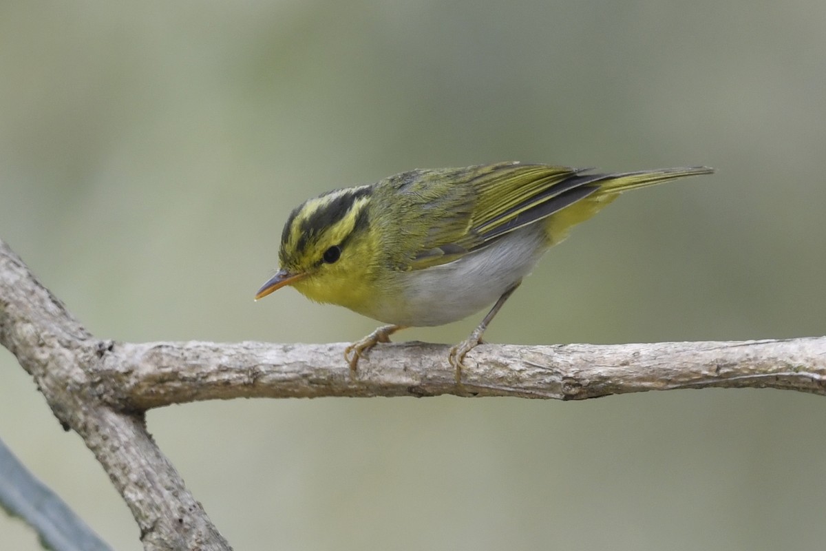 Yellow-vented Warbler - ML641597513