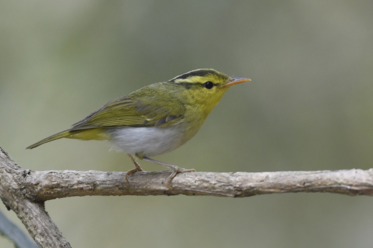 Yellow-vented Warbler - ML641597514