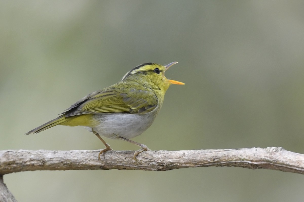 Yellow-vented Warbler - ML641597515
