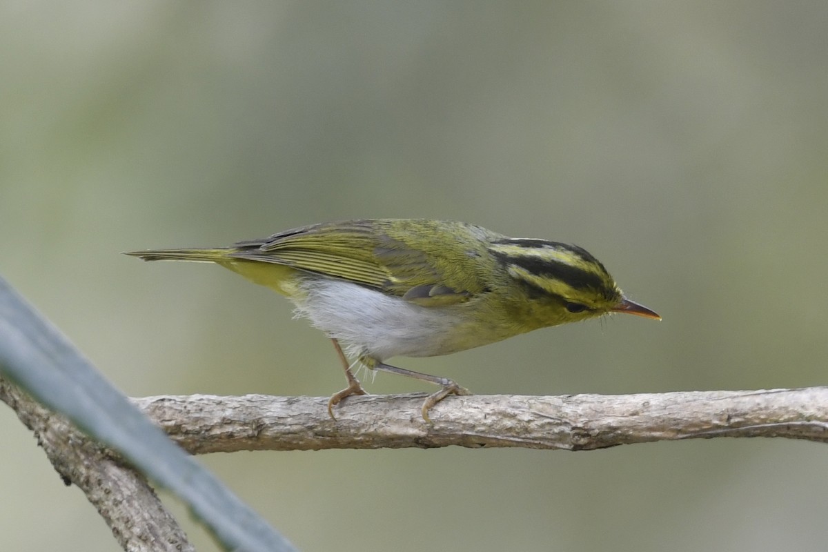 Yellow-vented Warbler - ML641597516