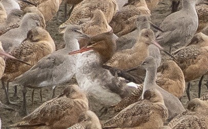 Red-breasted Merganser - ML641597535