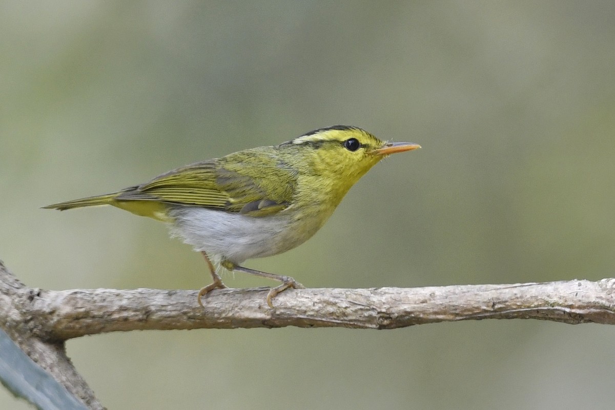 Yellow-vented Warbler - ML641597537