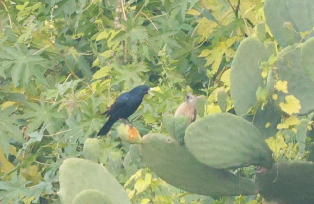 White-billed Starling - ML641597539