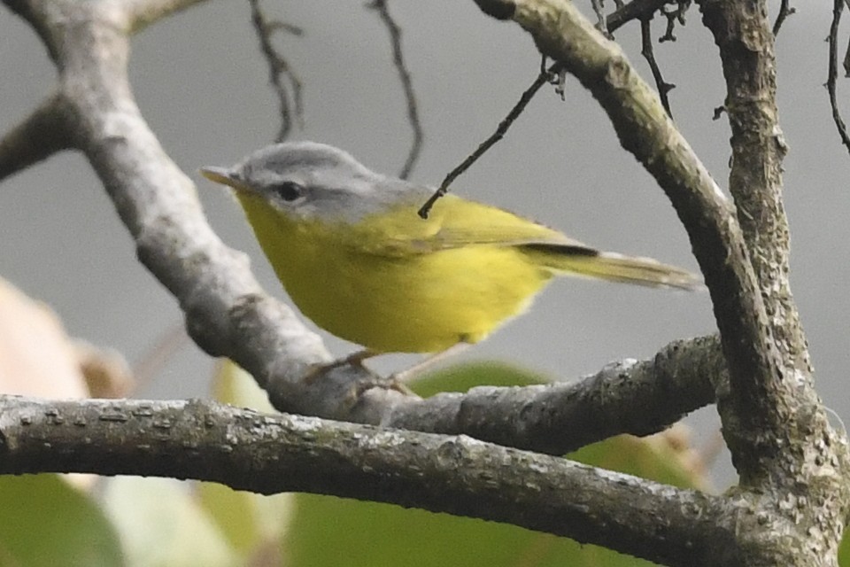 Gray-hooded Warbler - ML641597568
