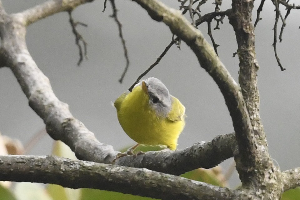 Gray-hooded Warbler - ML641597569
