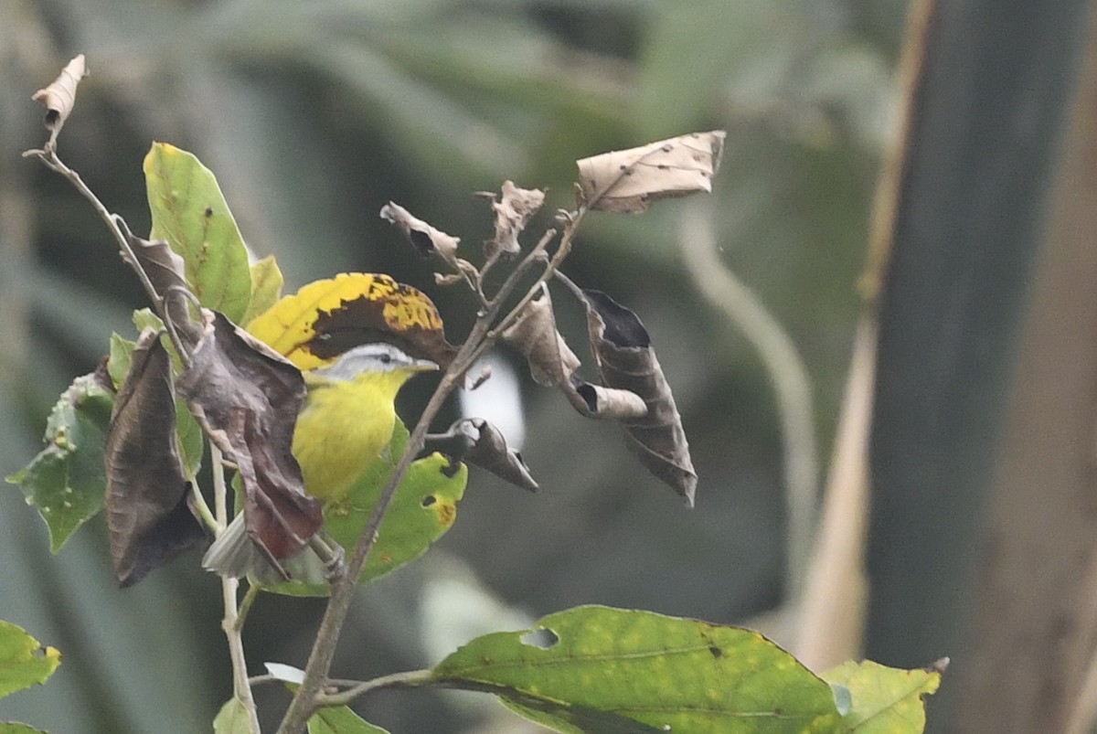 Gray-hooded Warbler - ML641597570