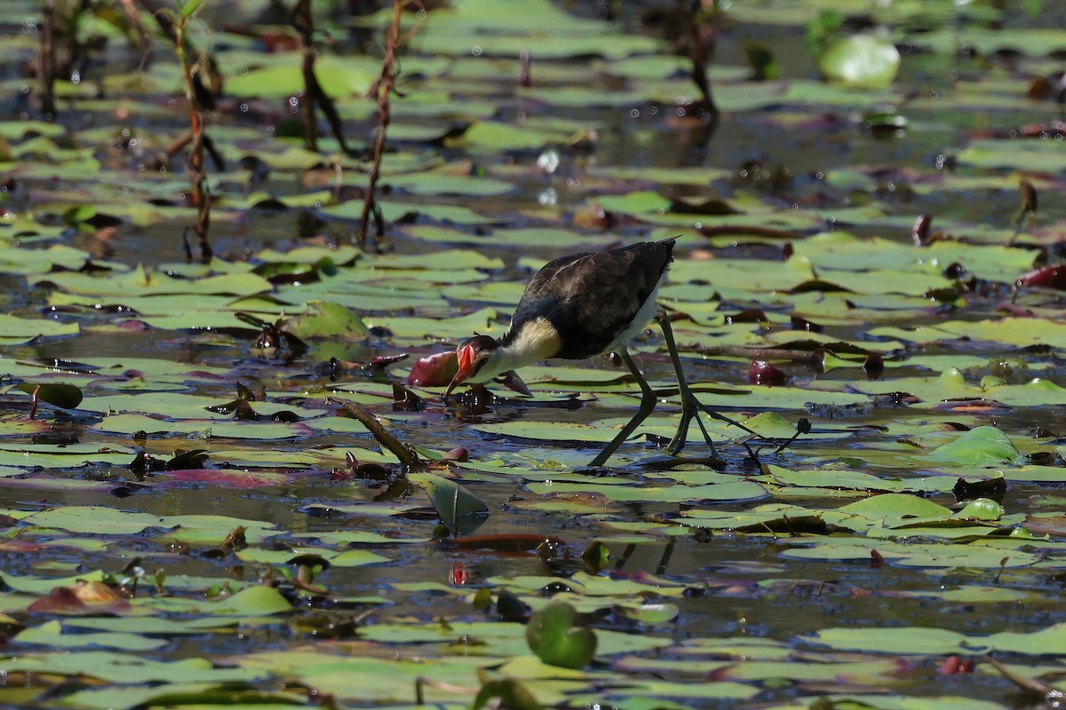 Comb-crested Jacana - ML641597574