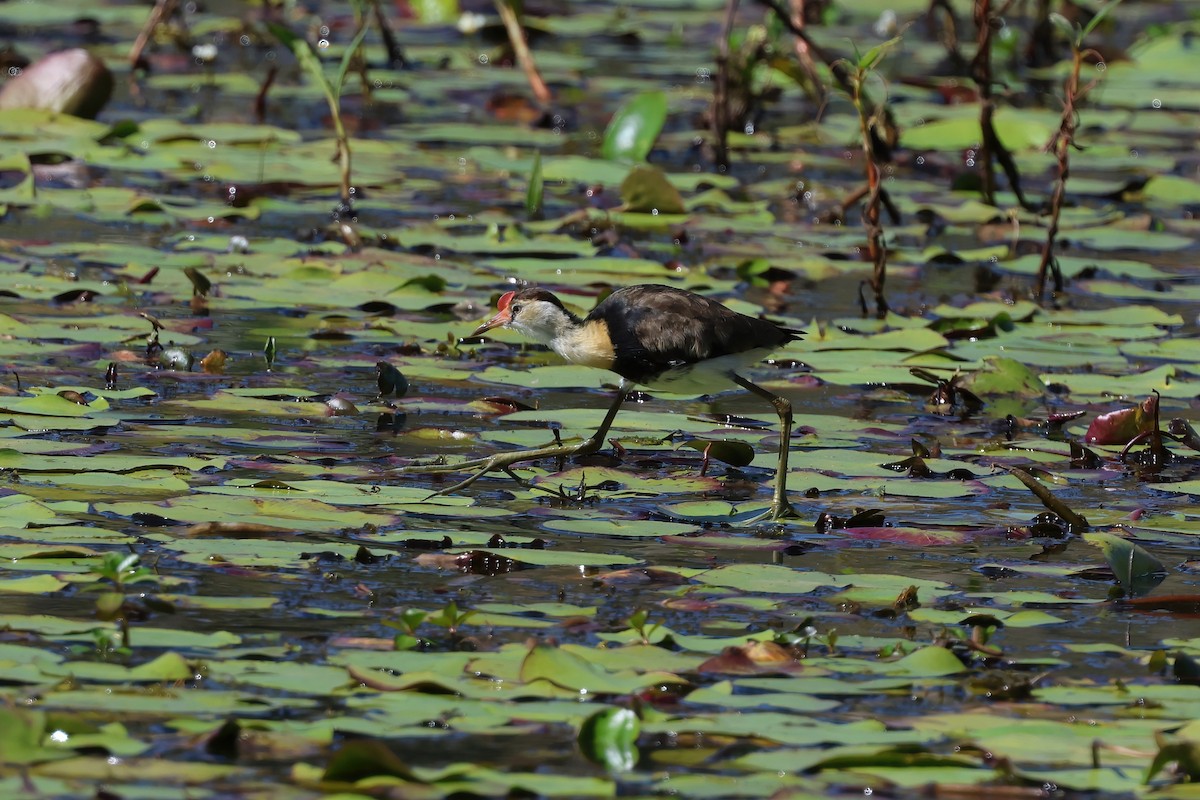 Comb-crested Jacana - ML641597575