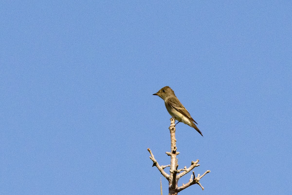 Eastern Wood-Pewee - ML641597581