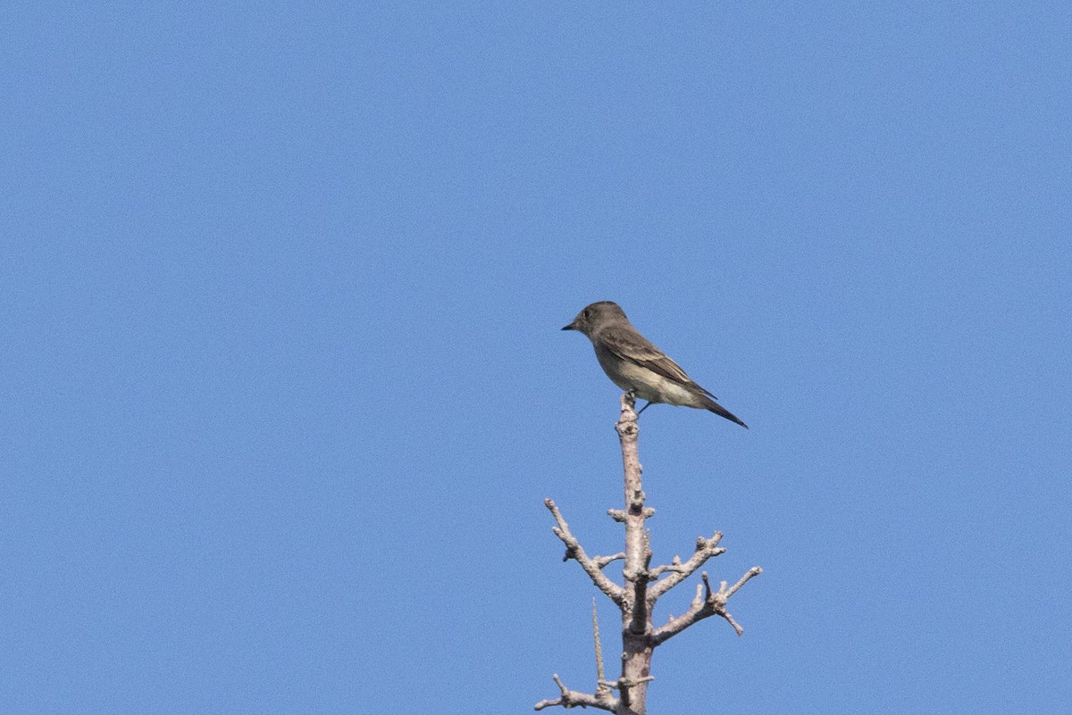 Eastern Wood-Pewee - ML641597583