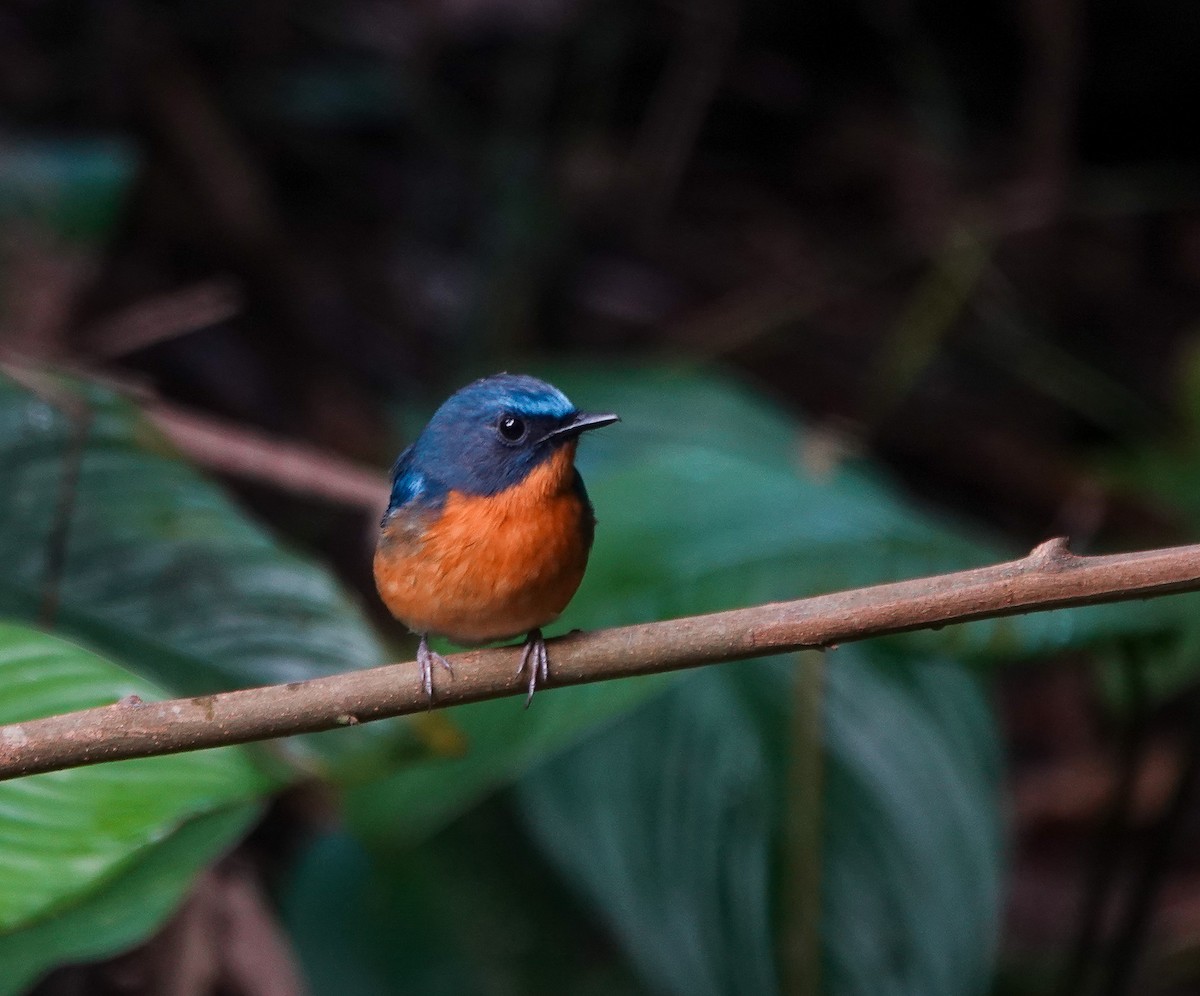 Hill Blue Flycatcher - ML641597618