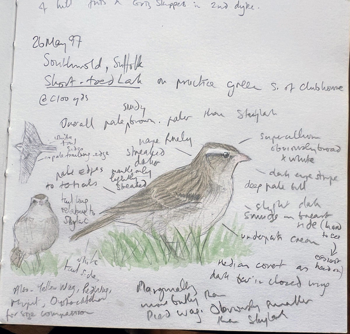 Greater Short-toed Lark - ML641597636