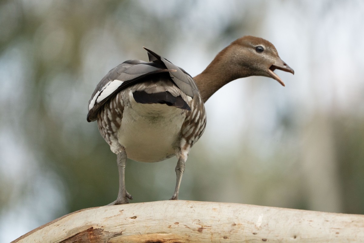 Maned Duck - ML641597682