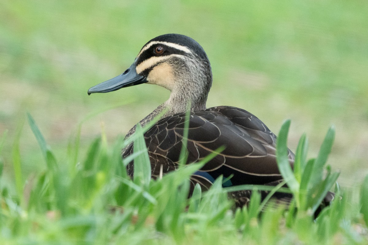Pacific Black Duck - ML641597706