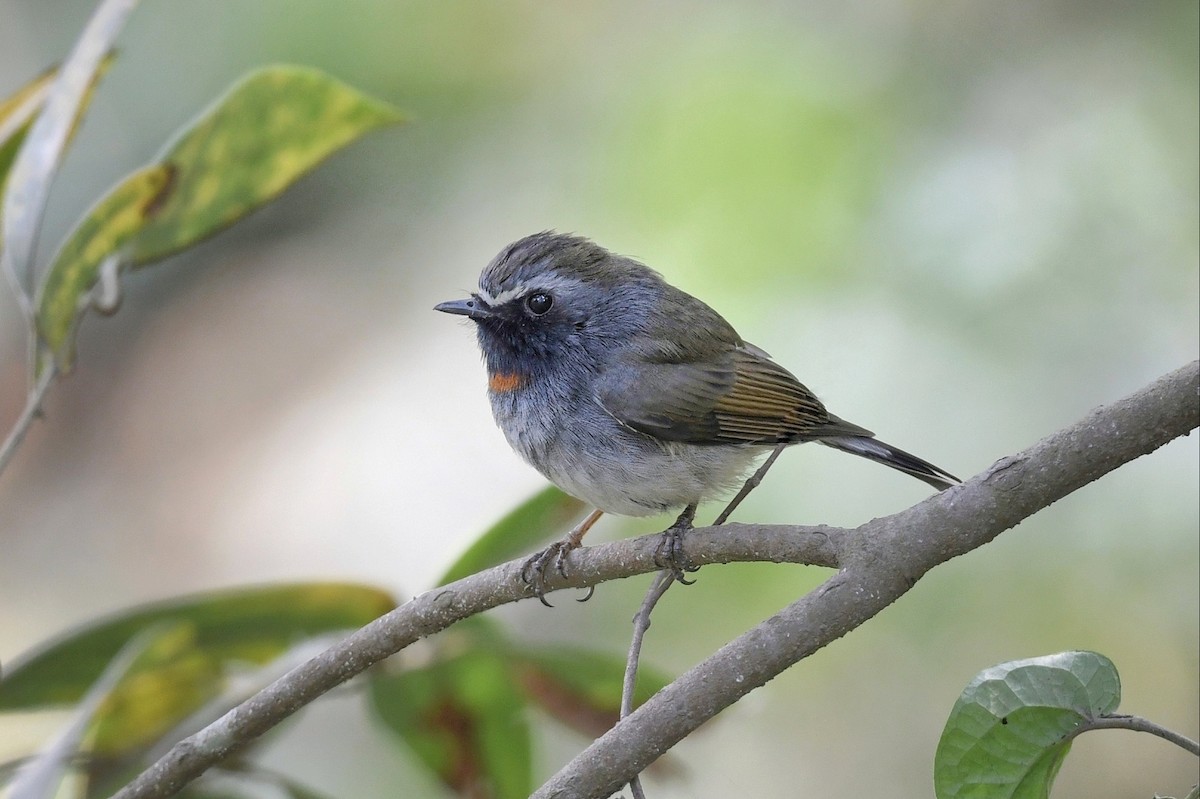 Rufous-gorgeted Flycatcher - ML641597714