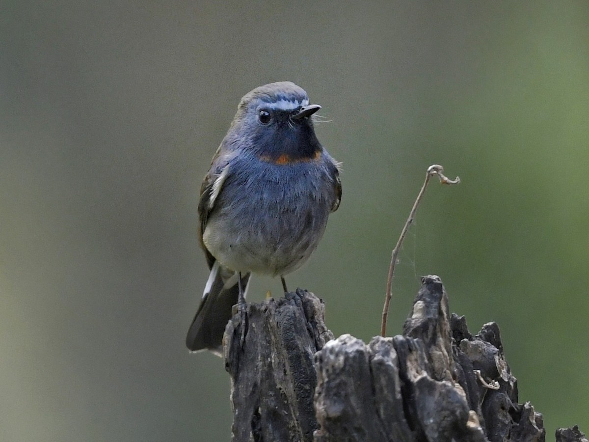 Rufous-gorgeted Flycatcher - ML641597715