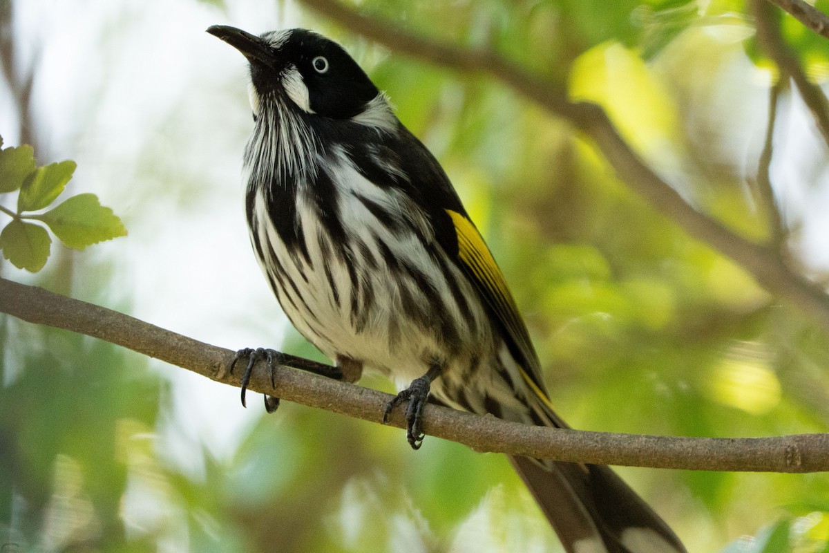 New Holland Honeyeater - ML641597738