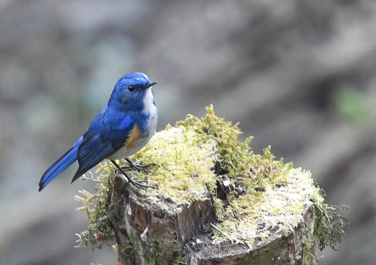 Robin de l'Himalaya - ML641597763