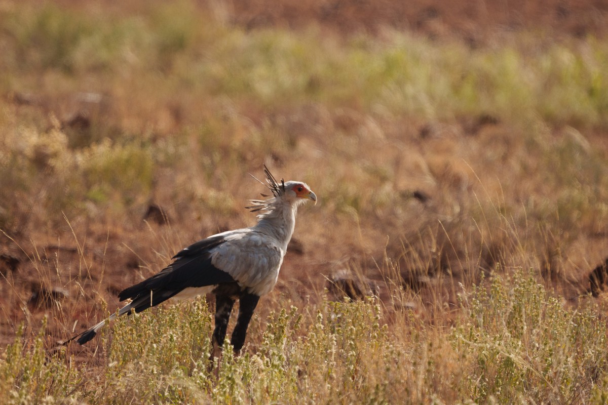 Sekretär - ML641597808