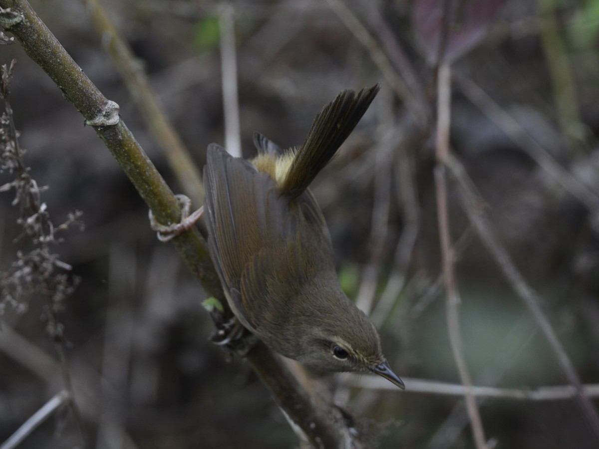 Brownish-flanked Bush Warbler - ML641597869
