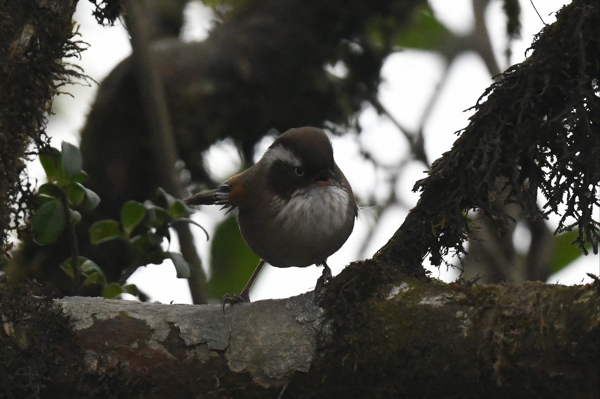 White-browed Fulvetta - ML641597883