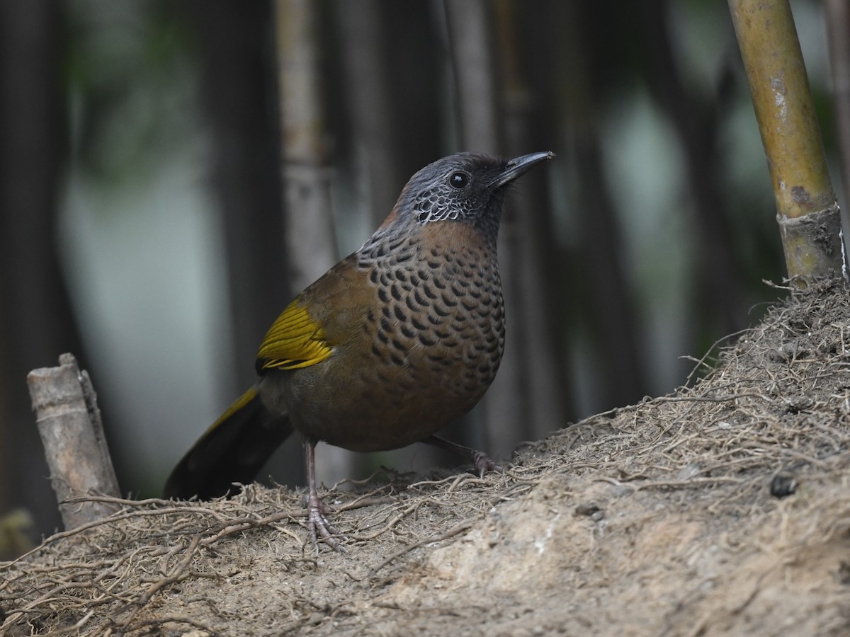 Chestnut-crowned Laughingthrush - ML641597891