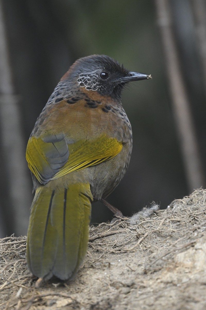 Chestnut-crowned Laughingthrush - ML641597892