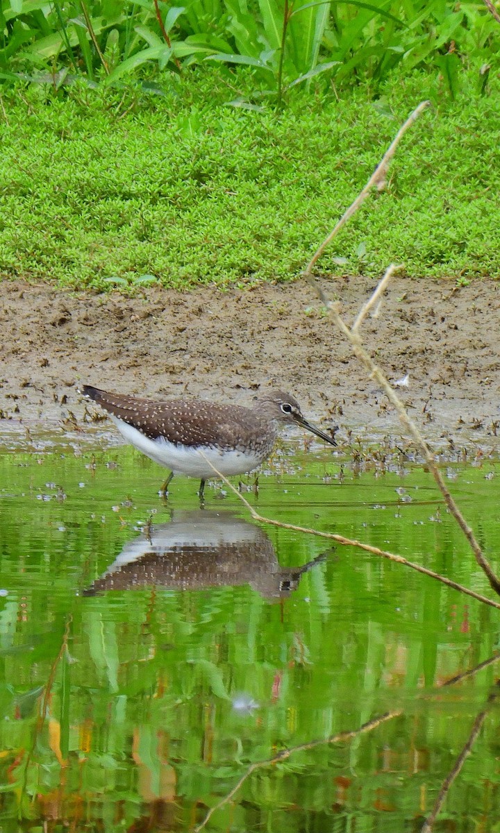 Green Sandpiper - ML641597996