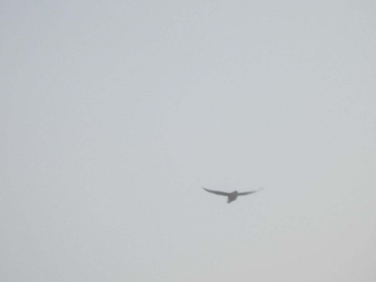 Glaucous Gull - ML641598018