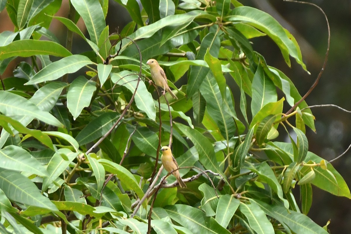 Sudan Golden Sparrow - ML641598019