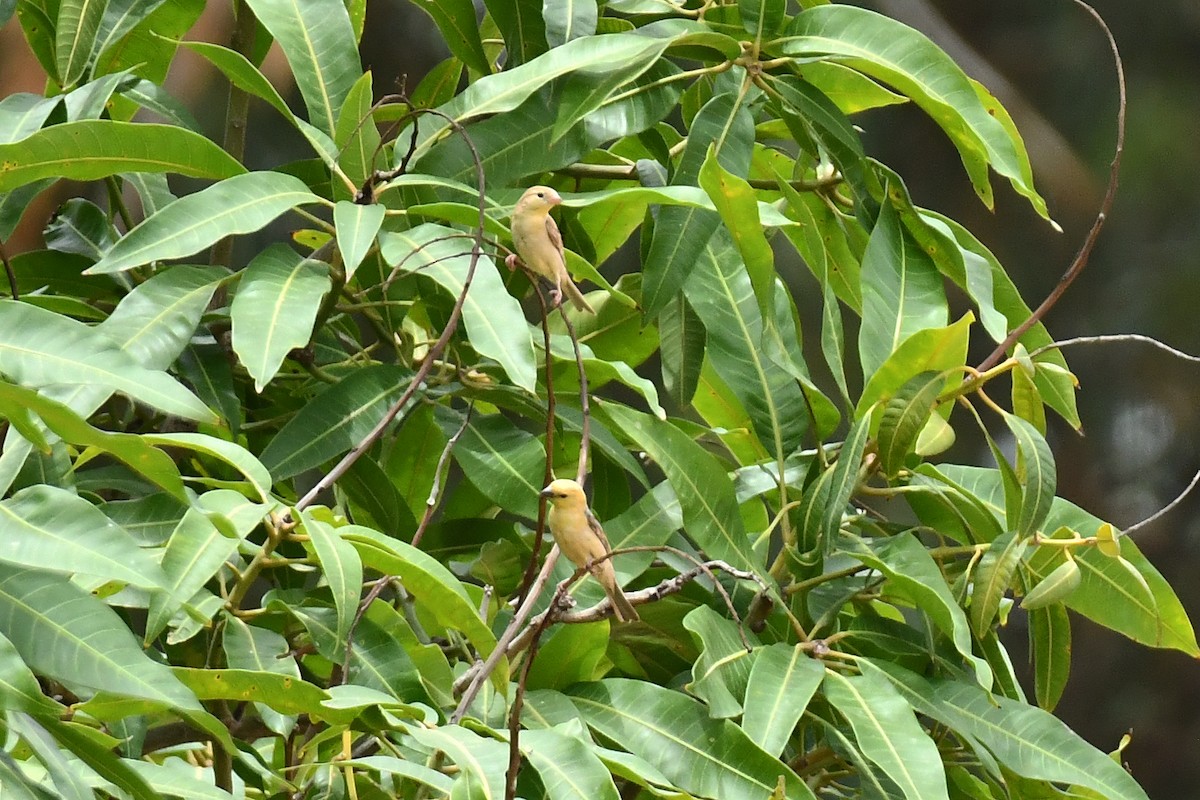 Sudan Golden Sparrow - ML641598020