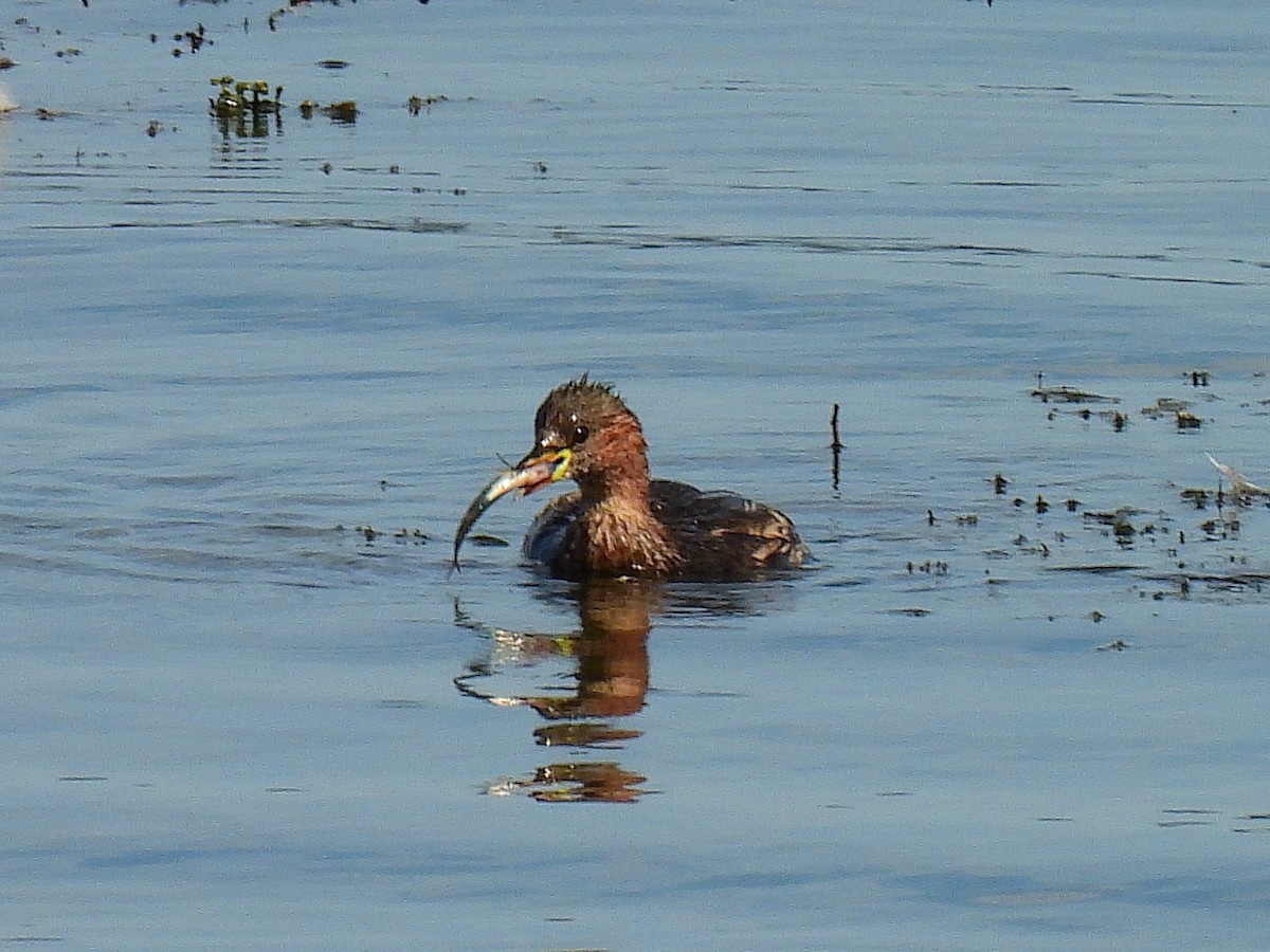 Little Grebe - ML641598024