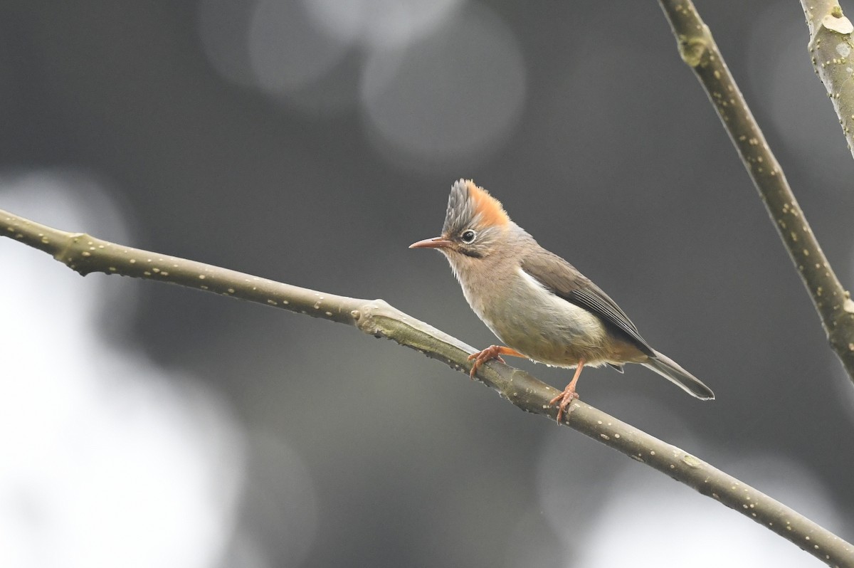 Rufous-vented Yuhina - ML641598026