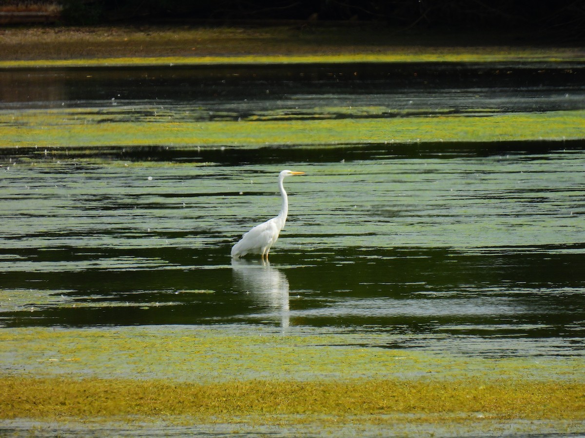 Great Egret - ML641598029