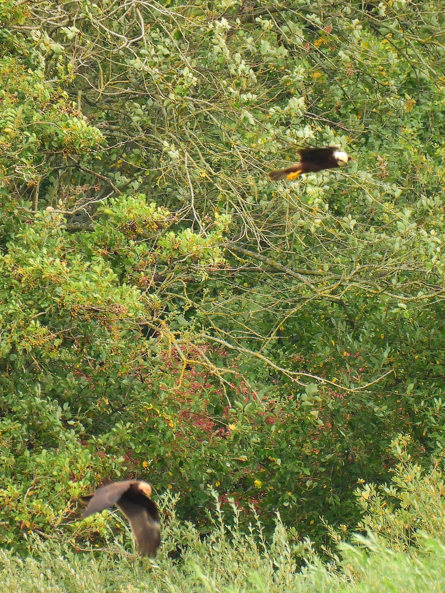 Western Marsh Harrier - ML641598033